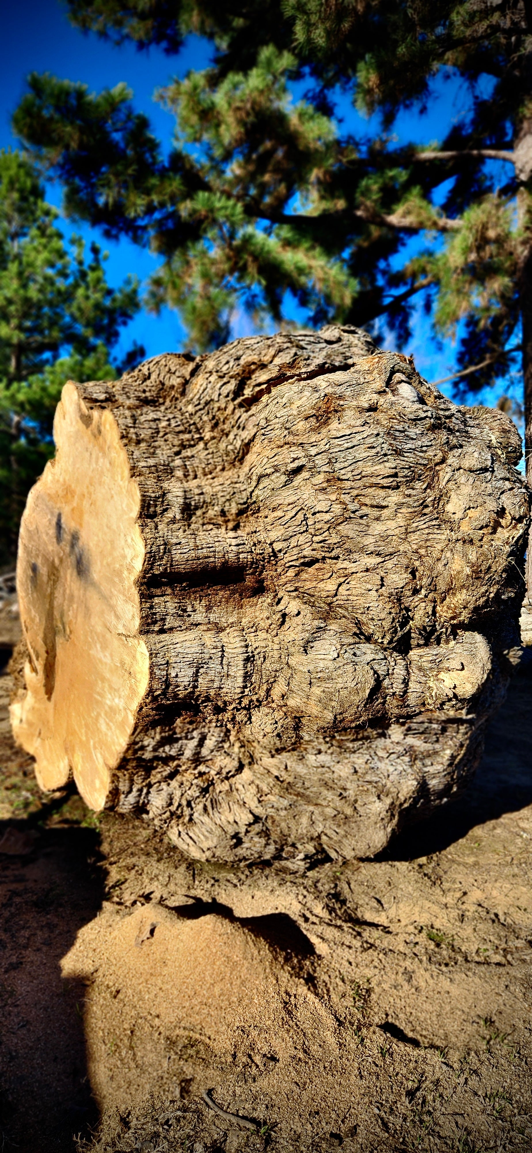 Post Oak Burl